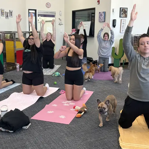 Puppy yoga event at K9 Rox Club Las Vegas